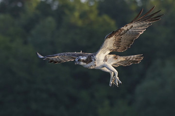 Osprey (Pandion haliaetus)