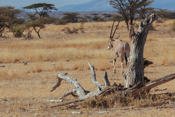 Oryx in Nature