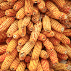 Fototapeta na wymiar The mature corn