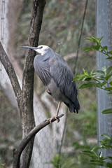 white faced heron