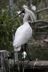 royal spoonbill