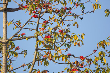 Leaf of  Bombax ceiba tree