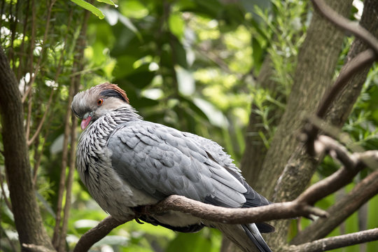top knot pigeon
