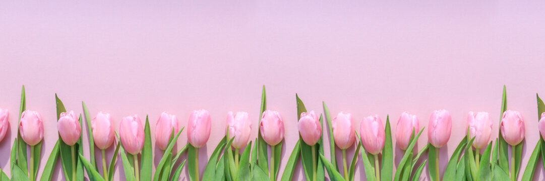 Pink tulips on the pink background. Flat lay, top view.  Valentines background.