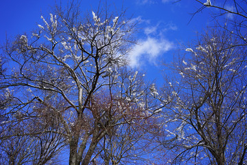 Frosty branches of the winter trees