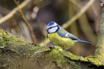 Eine Blaumeise auf einem dickeren Ast