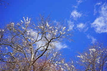 Frosty branches of the winter trees