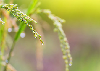 close up Rice fields on terraced of yellow green rice field landscapes