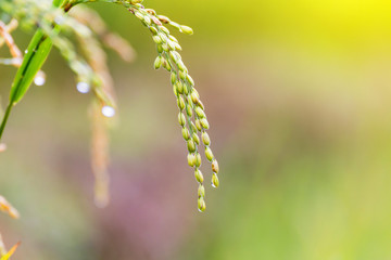 close up Rice fields on terraced of yellow green rice field landscapes