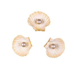 collection of sea shells on white isolated background
