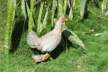 White hen and chicken, mother and babies on the grass
