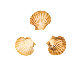 collection of sea shells on white isolated background