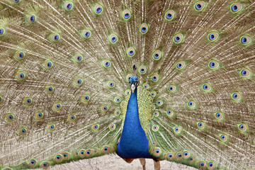 Obraz premium peacock