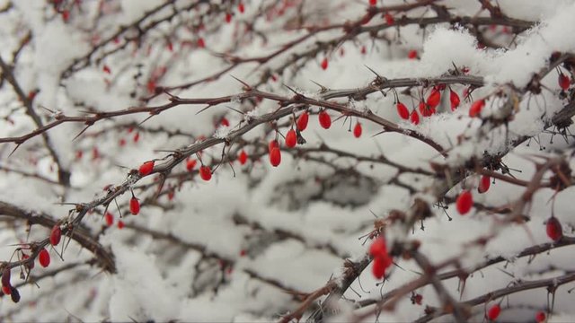 Barberry branch with red berries covered with snow on winter day.