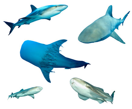 Shark species isolated. Grey Reef, Bull, Whale, Whitetip Reef and Leopard Sharks cutout on white background