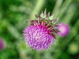 natural thistle flowers