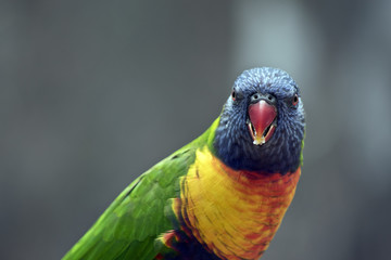 rainbow lorikeet