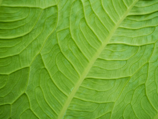 a beautiful green leaf texture
