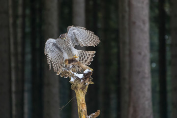 flying northern goshawk in deep forest