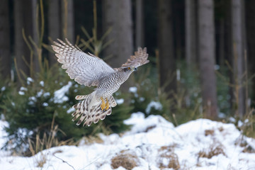 flying northern goshawk in deep forest