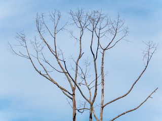 the tree decay