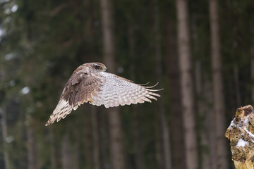 flying northern goshawk in deep forest