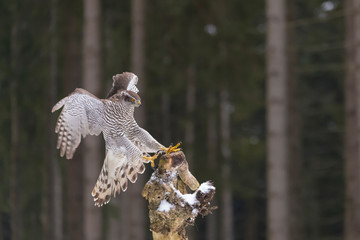 flying northern goshawk in deep forest