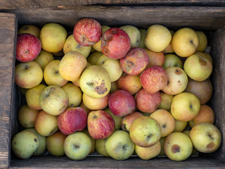 Overhead shot local apples ready for farmer's market