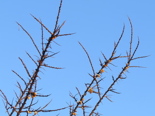Obraz premium A winter tree. January. Blue sky. Village. Bryansk district. (The Vast Russia! Sergey, Bryansk.)