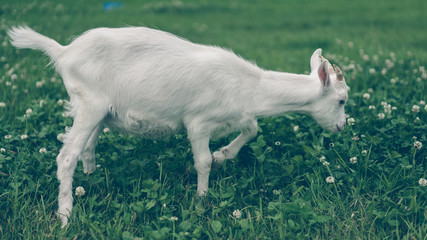 Naklejka na ściany i meble White Goat In Pasture