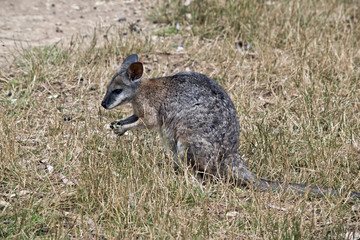Fototapeta premium wallaby