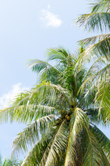 Fototapeta na wymiar Green palm tree on blue sky