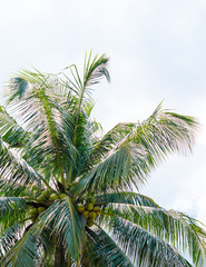 Green palm tree on blue sky