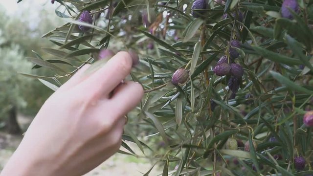 Hand of a Man is Touching some olive Fruit attached a the tree
