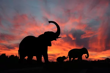 Raamstickers Olifantenfamilie afgetekend tegen een spectaculaire zonsondergang op de Serengeti-vlaktes van Afrika © Dustie