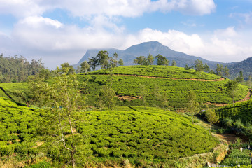 Fototapeta na wymiar Tea plantation near the town Nuwara Eliya, approx 1900m above sea level. Tea production is on of the main economic sources of the country. Sri Lanka is the worlds fourth-largest producer of tea
