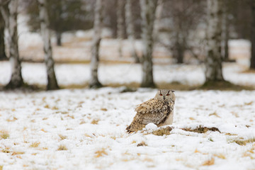 Eurasian eagle-owl