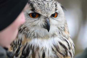 Eurasian eagle-owl, close up