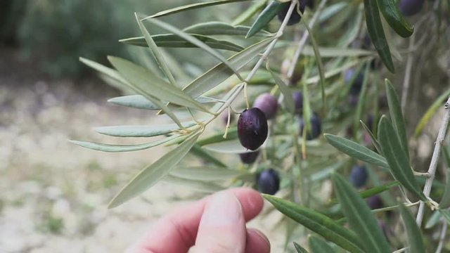 Hand of a Man is Touching some olive Fruit attached a the tree