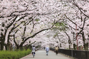 桜のトンネル、兵庫県西宮市夙川公園にて