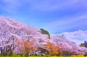 Papier Peint photo autocollant Fleur de cerisier 満開の桜並木