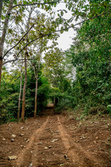 Dust road to the forest