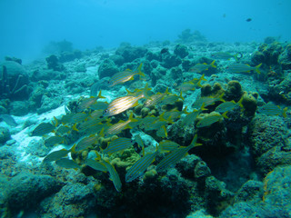 coral life caribbean sea Bonaire island underwater diving