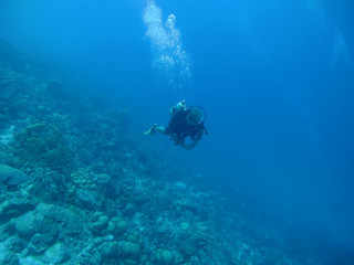 Fototapeta na wymiar coral life caribbean sea Bonaire island underwater diving