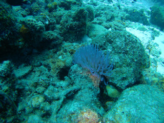 Naklejka na ściany i meble coral life caribbean sea Bonaire island underwater diving