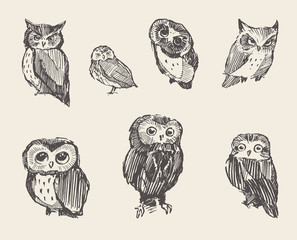 Set vector drawn owls vintage style