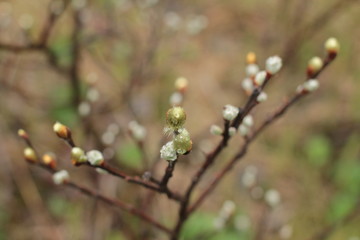The buds of the Arctic willow