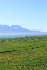 Grass and the sea (North Iceland)