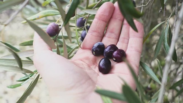 Hand of a Man is Touching some olive Fruit attached a the tree