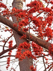 Monkey Flower Tree or Fire of Pakistan Isolated on Sky